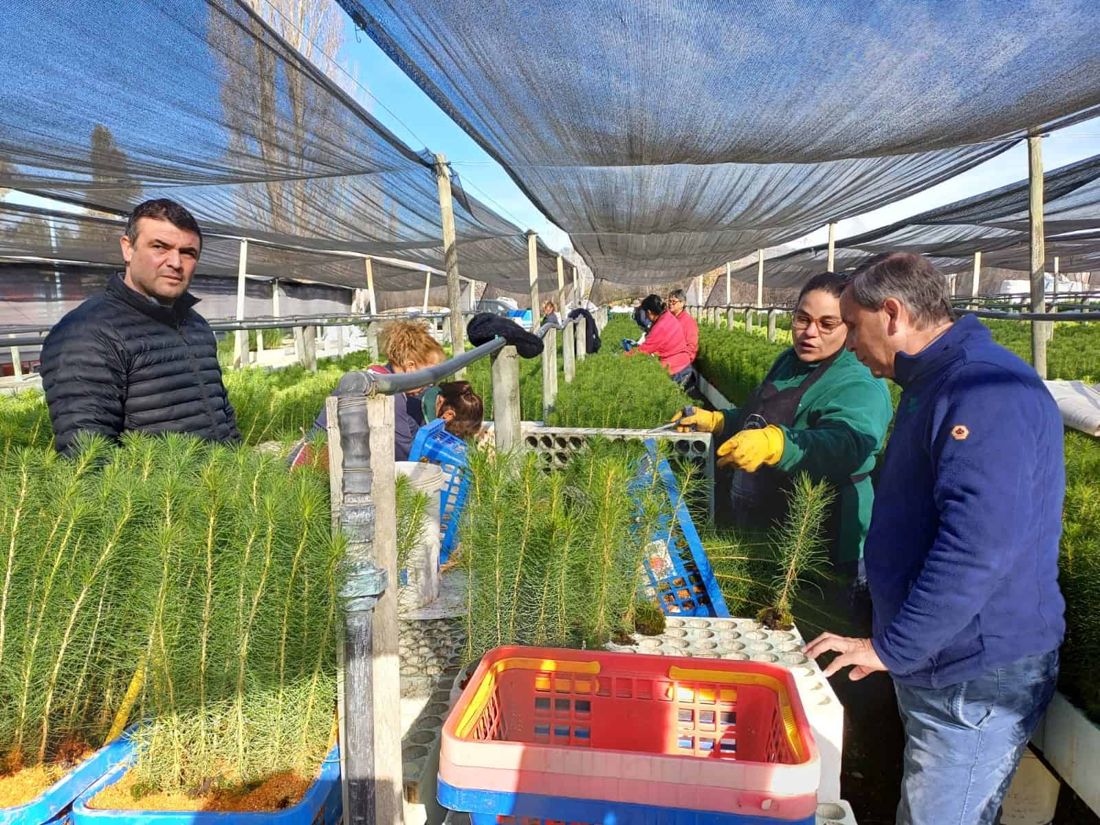 CONAF colabora con la reforestación de O’Higgins entregando árboles a la comunidad
