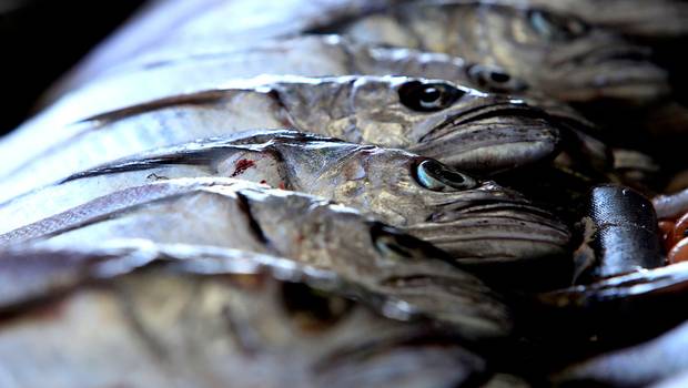 Pescadores artesanales denuncian crisis por sobreexplotación de la Merluza